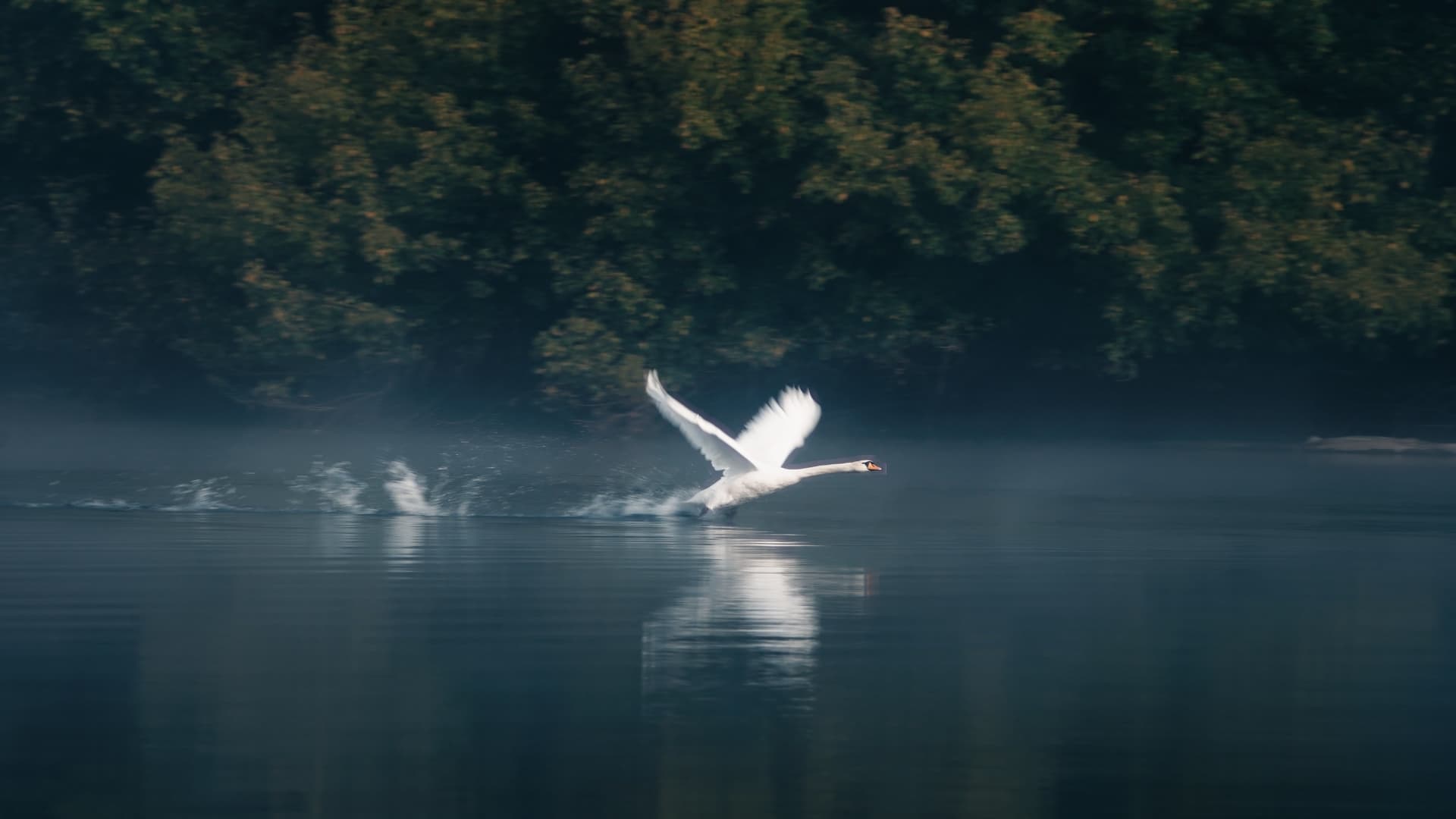 Anamorphic Memory — FUZZ_ preset preview